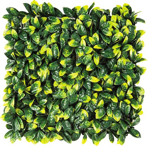 Muro De Hojas Euonymus Verde 50X50 Cm Roots