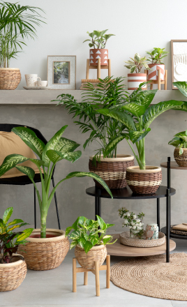 Ideas & inspiración | Plantas y macetas | EASY